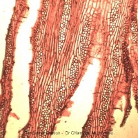 Tectona grandis L.f.